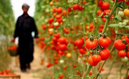 برداشت گوجه فرنگی از مزارع سرپل ذهاب آغاز شد