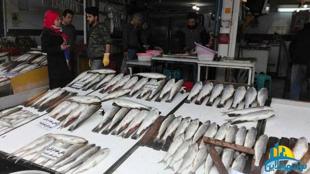 چوب ارزانی رونق صید بر قیمت ماهیان دریایی مازندران