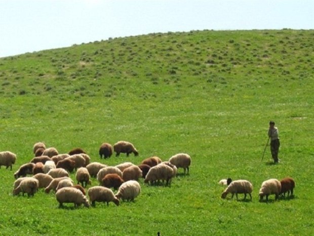 چرای دام در دشت شهرکرد ممنوع شد