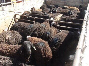 کشف ۱۳۰ راس گوسفند قاچاق در لرستان