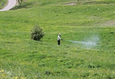 ۱۲ هکتار از کشتزارهای روستایی گناوه علیه ملخ صحرایی سمپاشی شد