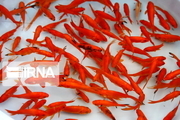 عرضه ماهی قرمز در استان یزد ممنوع