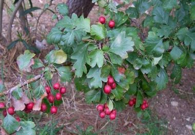 نگاهی به گیاهان دارویی و محصولات فرعی جنگل‌ها و مراتع شمال