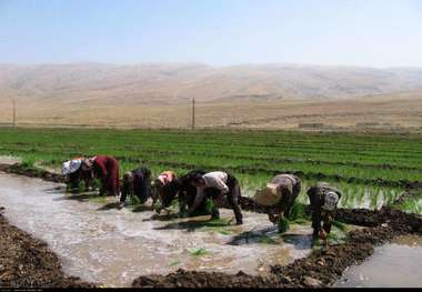 برنج کرمانشاه دیگر پخت نمی‌شود