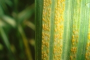 سمپاشی نکردن مزارع علیه بیماری زنگ زرد عملکرد را کاهش می دهد