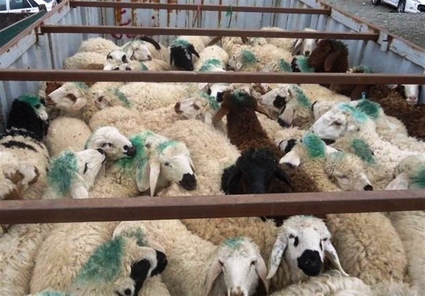150راس گوسفند قاچاق در کوهدشت کشف شد