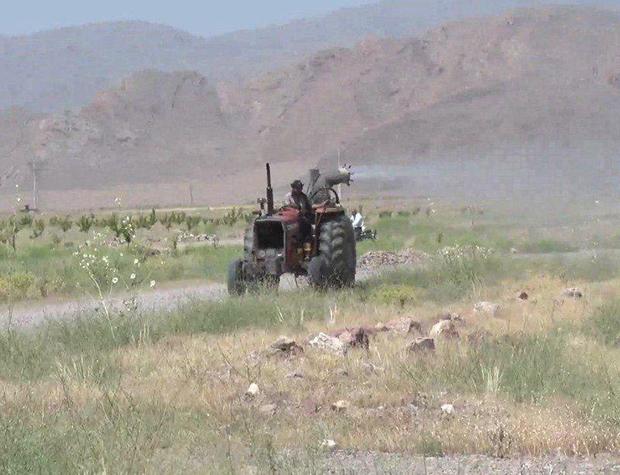 هجوم ملخ ها به آق قلا در استان سیل زده گلستان