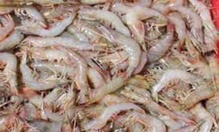 جذب اعتبار200 میلیارد ریالی  سایت میگوی گمیشان تحقق اقتصاد مقاومتی