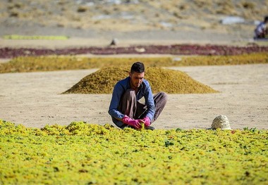 تیزاب؛ گلوی انگورکاران ملایر را خشکاند