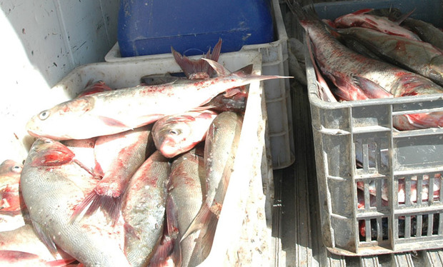 یک هزار کیلوگرم ماهی قاچاق در دشت آزادگان کشف شد