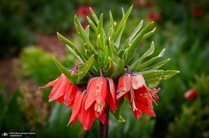 دشت لاله های واژگون کوهرنگ