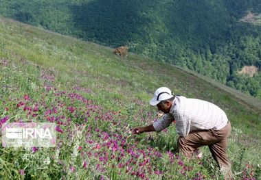 ۱۸۰ میلیون دلار گیاهان دارویی به کشور وارد می شود