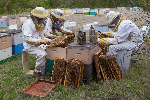امسال 800 تن عسل در اشنویه تولید شد