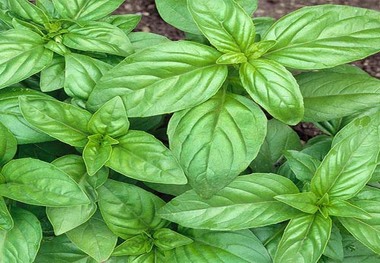 
سبزی معطر با خواص درمانی معجزه آسا 