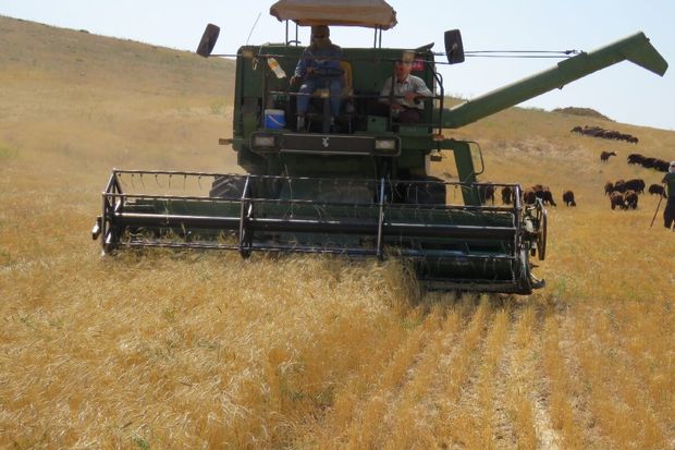 برداشت ۱۰۰ هزار تن گندم در سیستان و بلوچستان