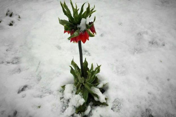 گام دوم بهار در غرب اصفهان با برف و باران آغاز شد