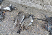علت مرگ پرندگان سار در زنجان چه بود؟