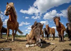منتخب تصاویر امروز جهان- 10 تیر