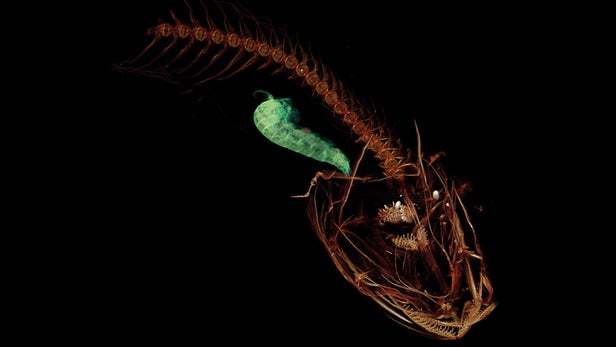 کشف موجود عجیب در عمیق ترین نقطه کره زمین! / عکس