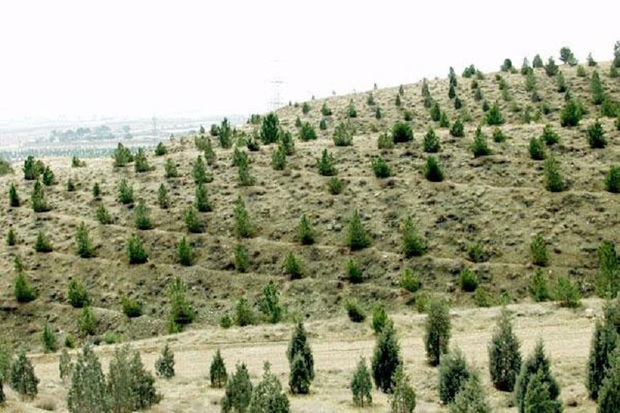 ٤٣٦ هکتار به سطح جنگلهای آذربایجان غربی افزوده شد