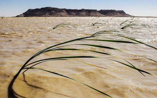 نفس‌های تازه تالاب بین‌المللی هامون پس از سالیان طولانی خشکسالی