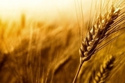پیش بینی برداشت ۷۵۰ هزارتن گندم طی سال جاری در استان همدان