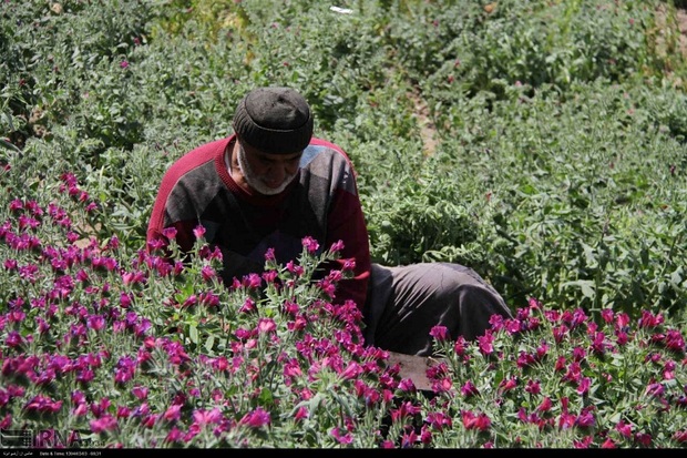 برداشت گل گاو زبان در آستارا آغاز شد