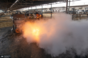 کارگران دامپروری؛ ستون‌های سلامت و آبادانی کشور