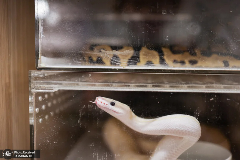 منتخب تصاویر امروز جهان - 5 و 6 بهمن 1403