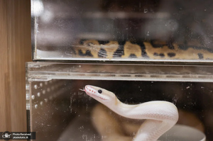 منتخب تصاویر امروز جهان - 5 و 6 بهمن 1403