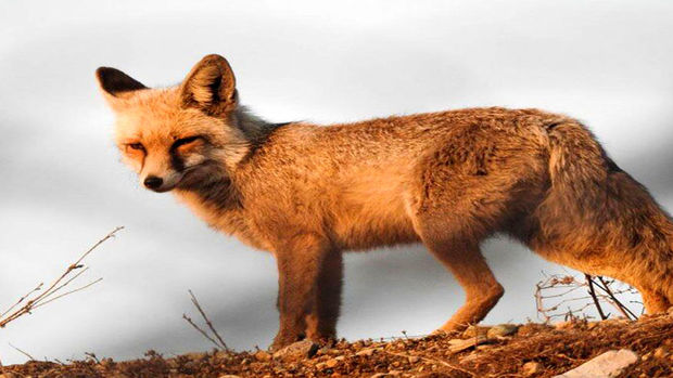 روباه کاخ گلستان! + فیلم