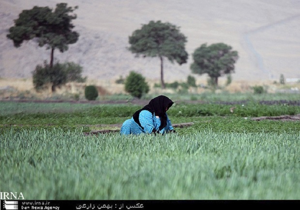 زنان کرمانشاهی برای زمین هم مادری می کنند