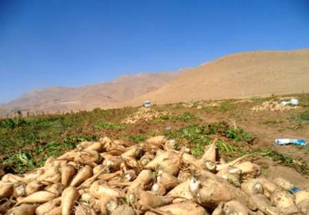 قزوین رتبه نخست کشت نشایی چغندر را به خود اختصاص داده است