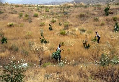 ۴۰۷۵ هکتار از مراتع بروجرد تحت پوشش خدمات بیمه‎‎ای قرار گرفتند