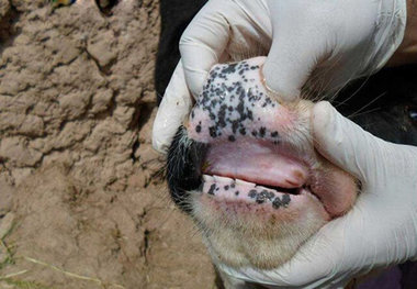 تب برفکی در خراسان شمالی فروکش کرد