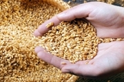 ۷۰ درصد بذر گندم آبی در داخل کشور تولید می شود