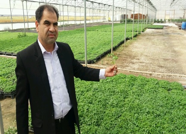 گلخانه تولید نشا در خراسان شمالی راه اندازی شد