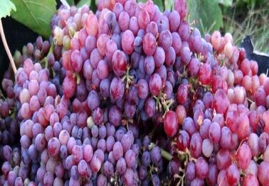 برداشت انگور یاقوتی از تاکستان های سیروان آغاز شد
