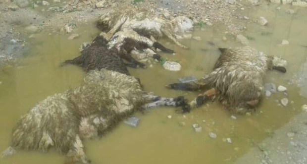 سیلاب 100 راس گوسفند را در سبزوار تلف کرد