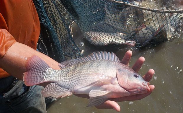 تکثیر و پرورش ماهی تیلاپیا در کرمان ممنوع اعلام شد