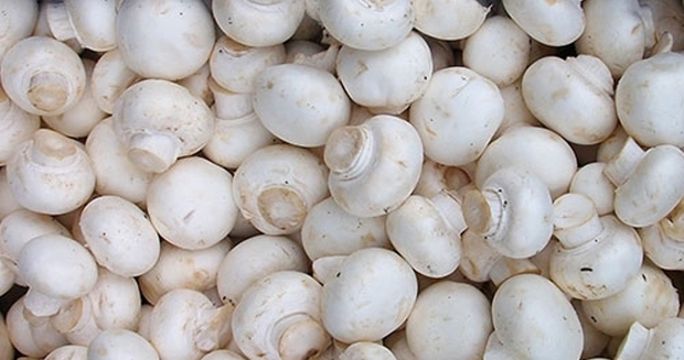 قارچ های تولیدی استان یزد کاملا سالم هستند