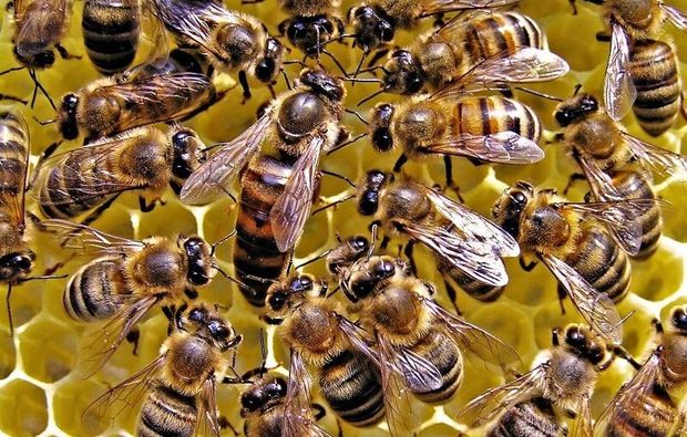 محققان عوامل بیماری لوک آمریکایی در زنبور عسل کشف شد
