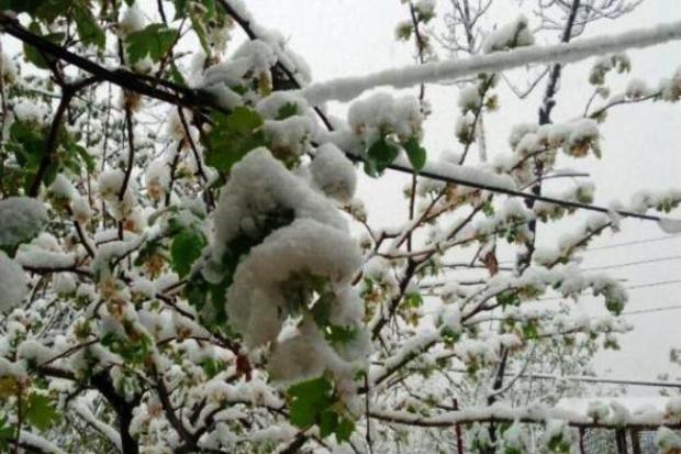 باغداران خسارت دیده را مرهمی باید