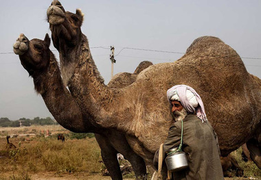 سالانه بیش از 150 تن گوشت شتر در ایرانشهر تولید می شود