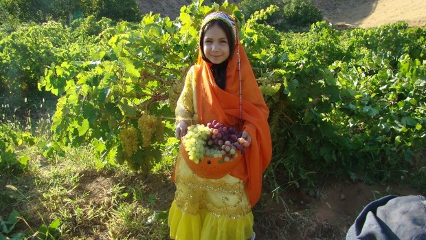 برگزاری دومین جشنواره انگور ناغان