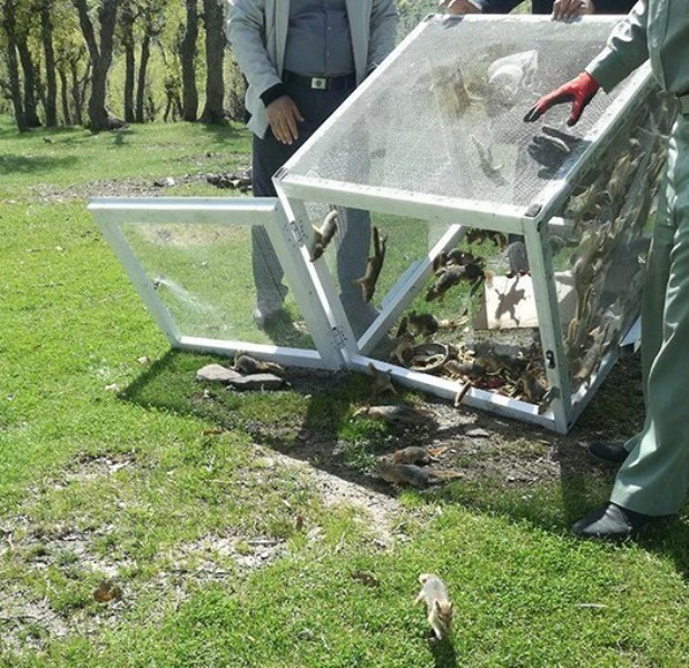 100 بطانه سنجاب در جنگل های بلوط بانه رها سازی شد