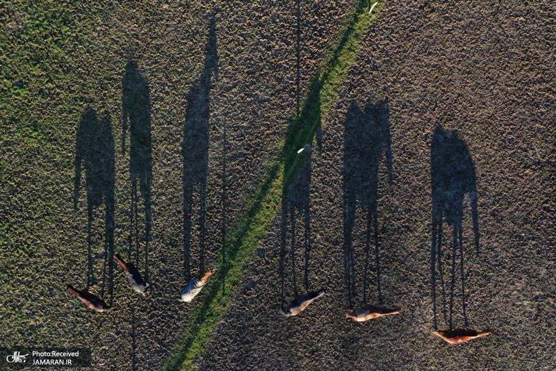 منتخب تصاویر امروز جهان- 7 بهمن