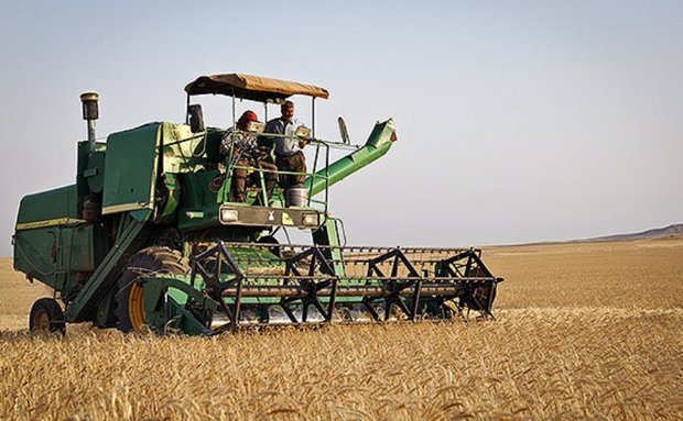 برداشت گندم در ساوه با کاهش 10 درصدی همراه است