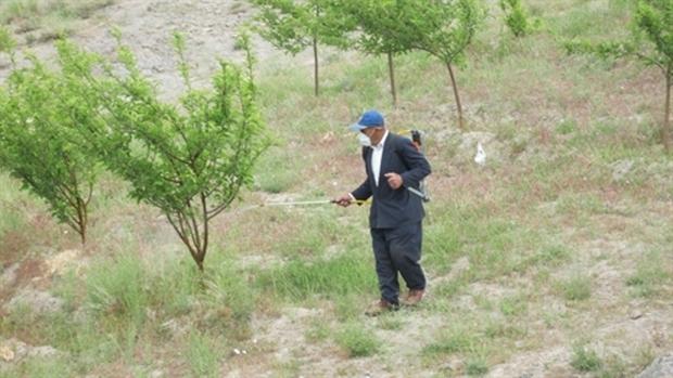 باغداران در مبارزه با آفات از روغن امولسیون استفاده نکنند