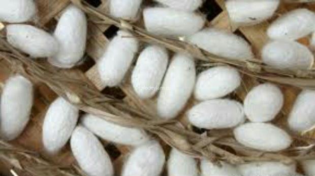 برداشت 86 کیلوگرم پیله تر در مانه و سملقان